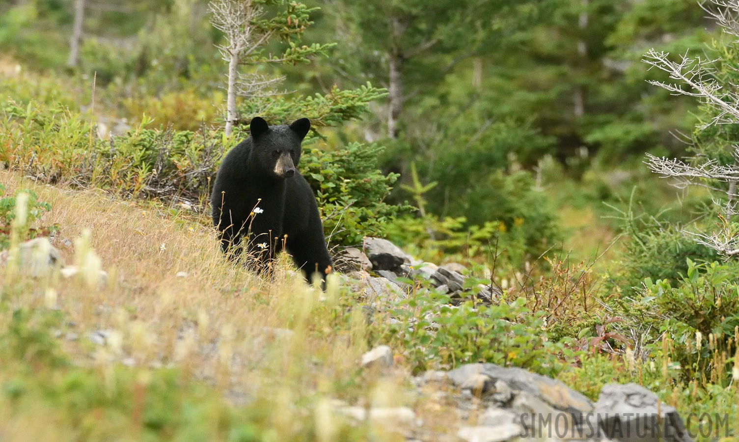 Ursus americanus hamiltoni [400 mm, 1/640 sec at f / 7.1, ISO 3200]